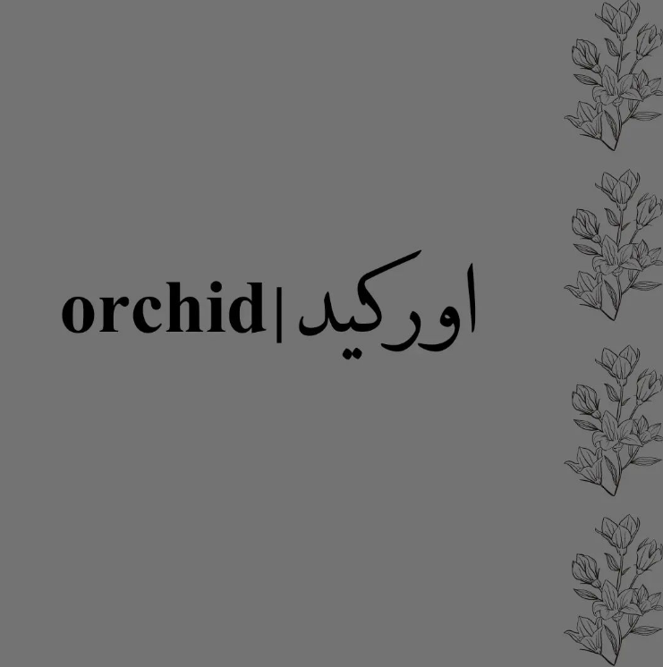 اوركيد |orchid