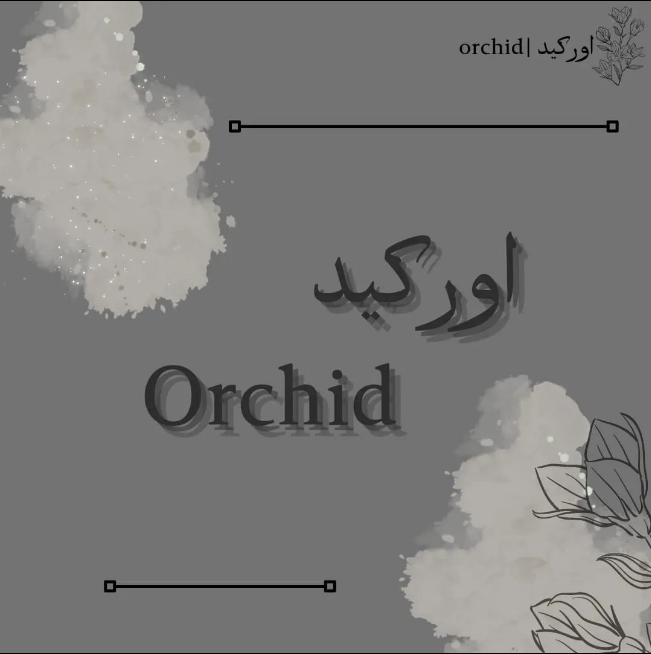 اوركيد |orchid